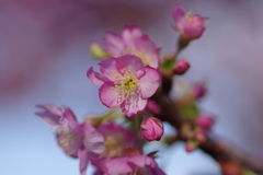 河津桜2020