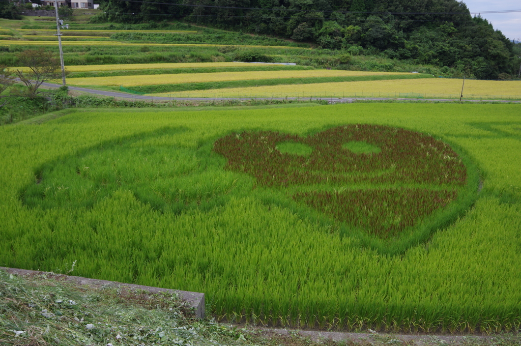 田んぼアート2015-09