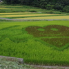 田んぼアート2015-09