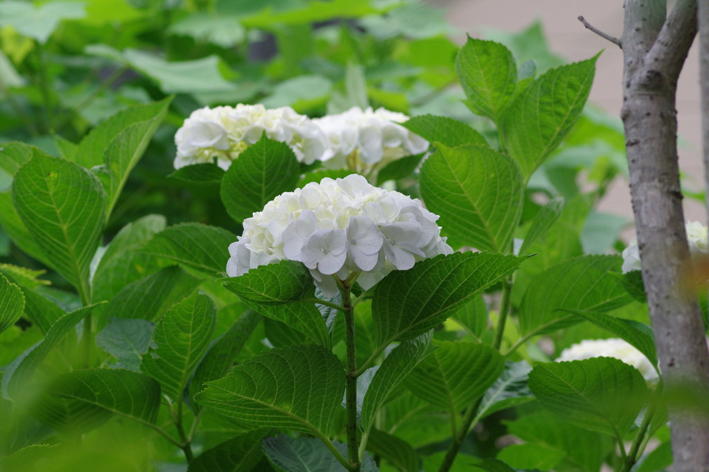 次々開花する紫陽花