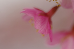 裏から花脈