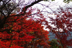 伊藤公記念公園の紅葉