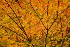 紅葉狩り２０２１