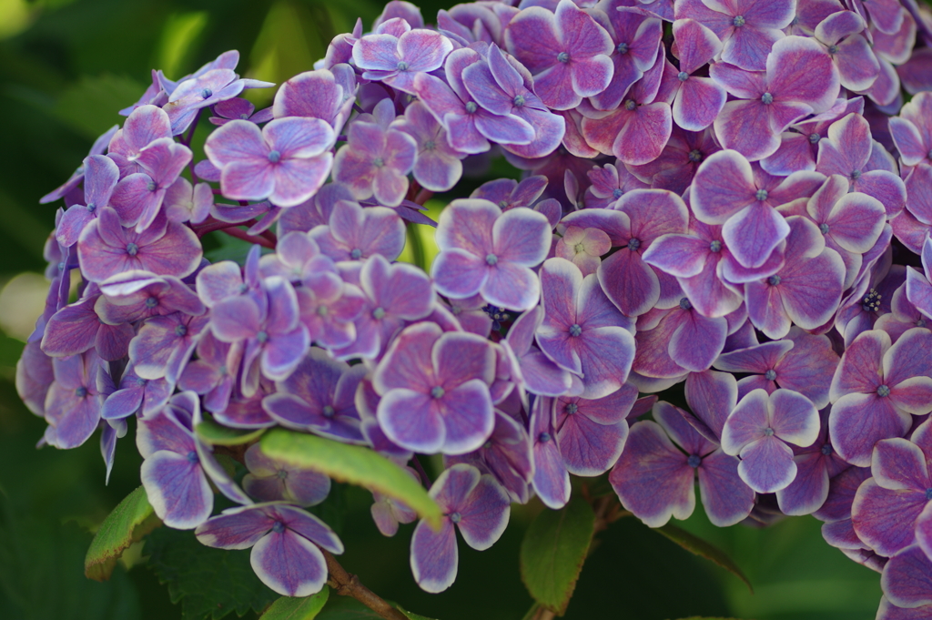 実家の紫陽花
