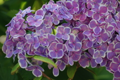 実家の紫陽花