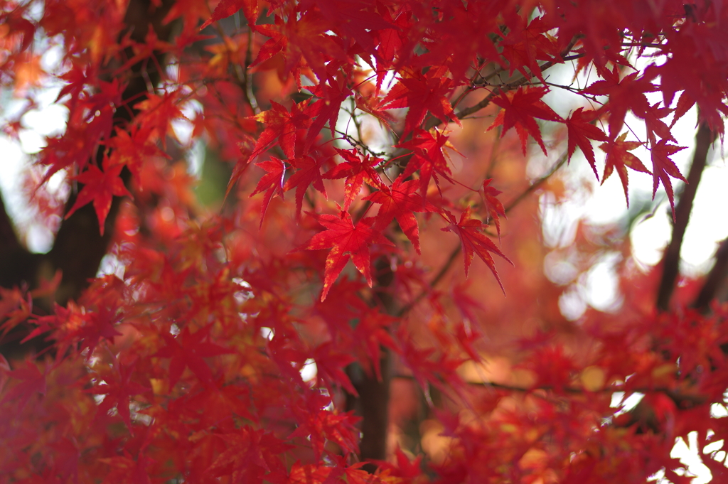 伊藤公記念公園の紅葉