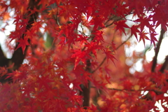 伊藤公記念公園の紅葉