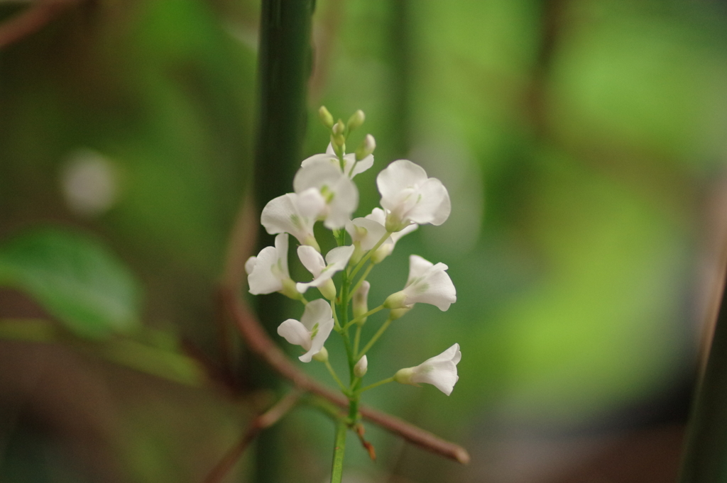 ハーデンベルギア