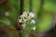 ハーデンベルギア