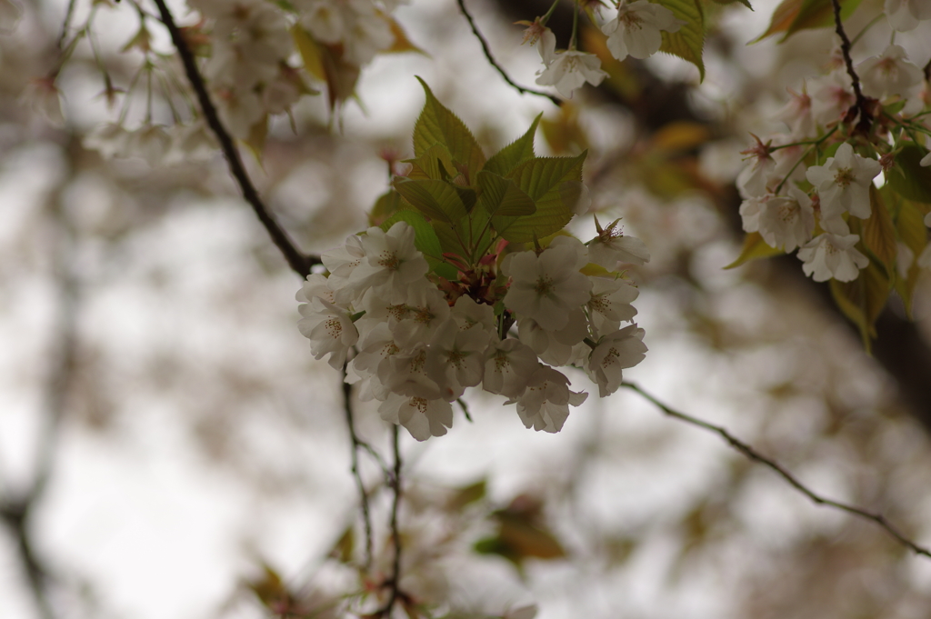 雨上がりお花見2021
