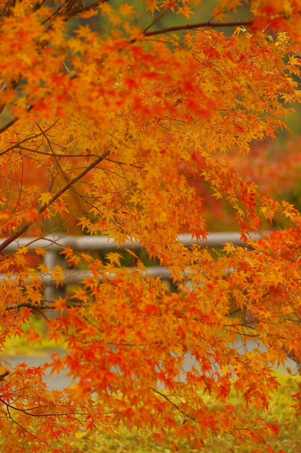 夫婦で紅葉狩り