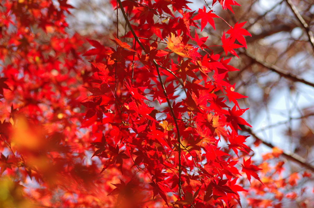 紅葉狩り