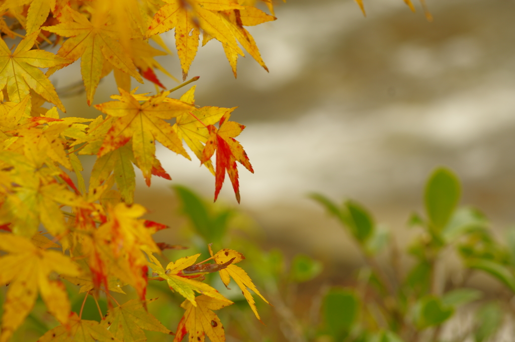 夫婦で紅葉狩り