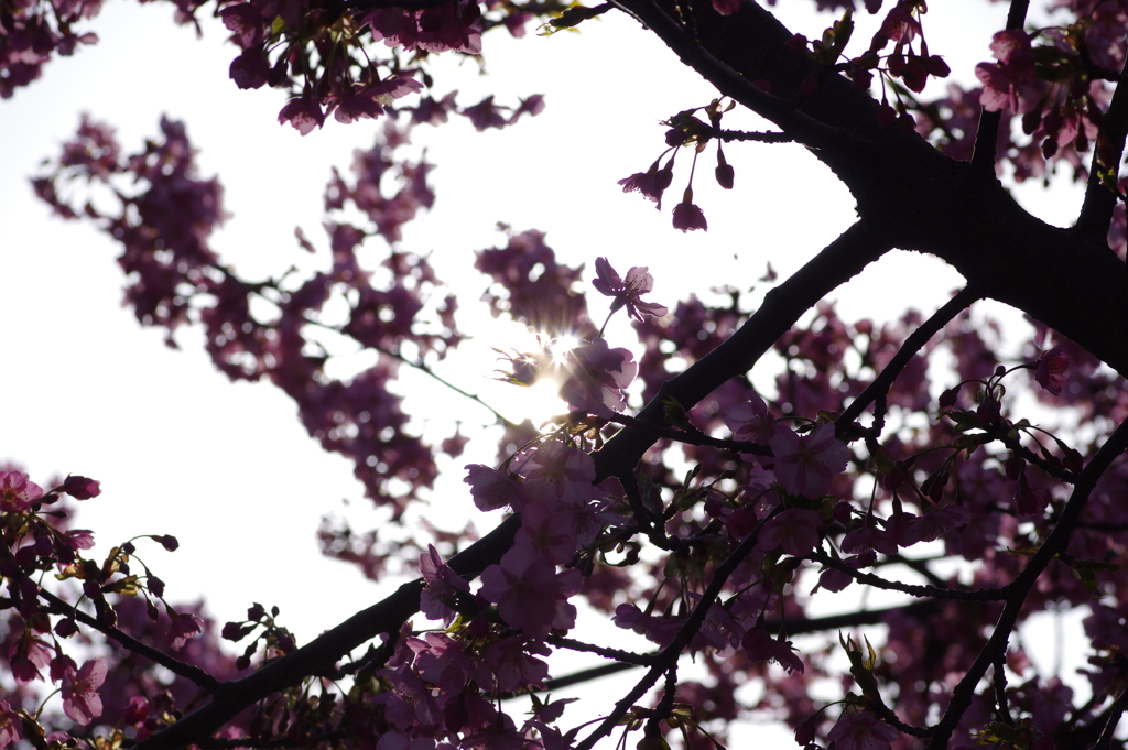 河津桜2021