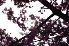 河津桜2021