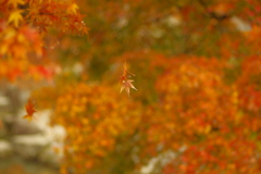 夫婦で紅葉狩り