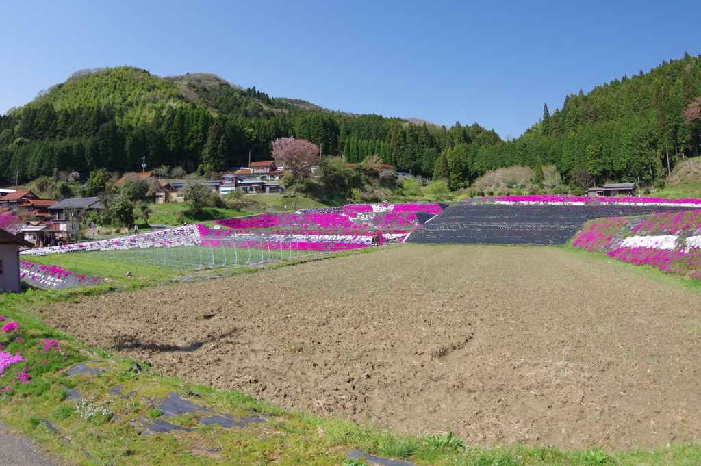 大道理の芝桜