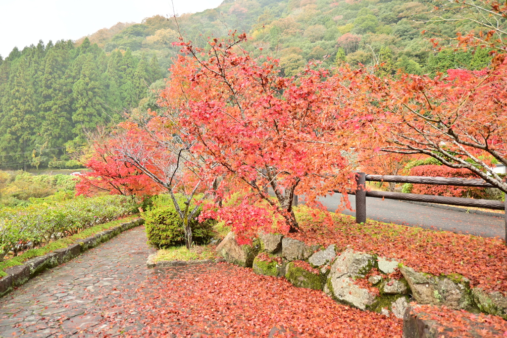 夫婦で紅葉狩り