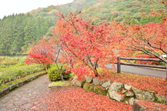 夫婦で紅葉狩り