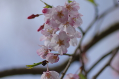 雨上がり一人でお花見