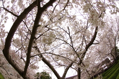 雨上がりお花見2021