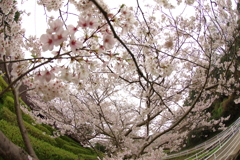 雨上がりお花見2021