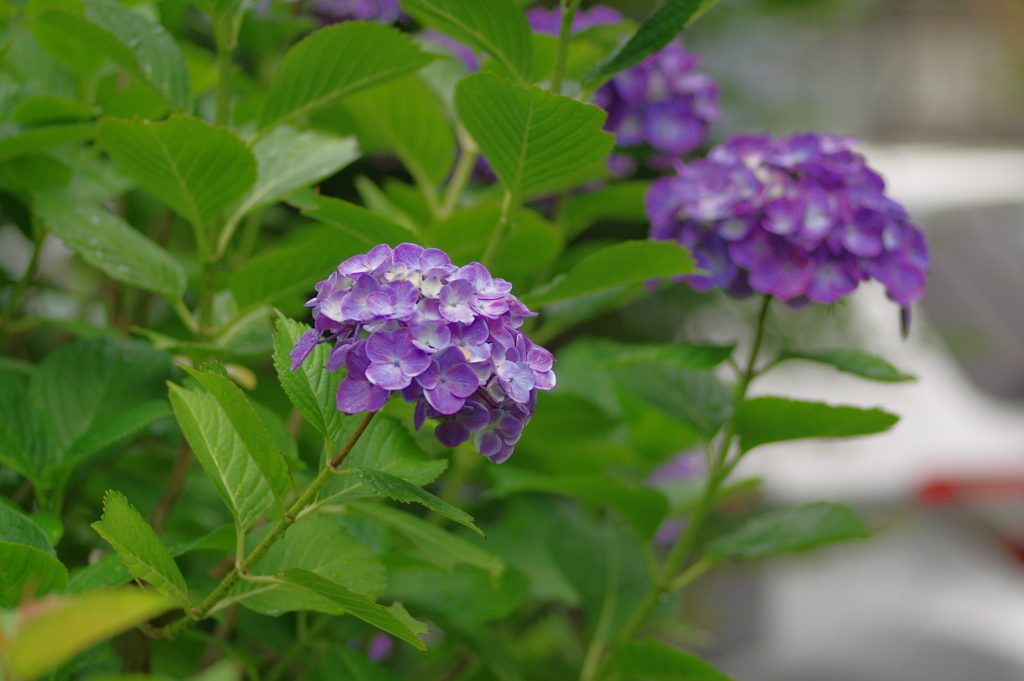 実家庭の紫陽花