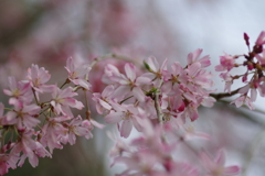 子供を抱えながらの花見