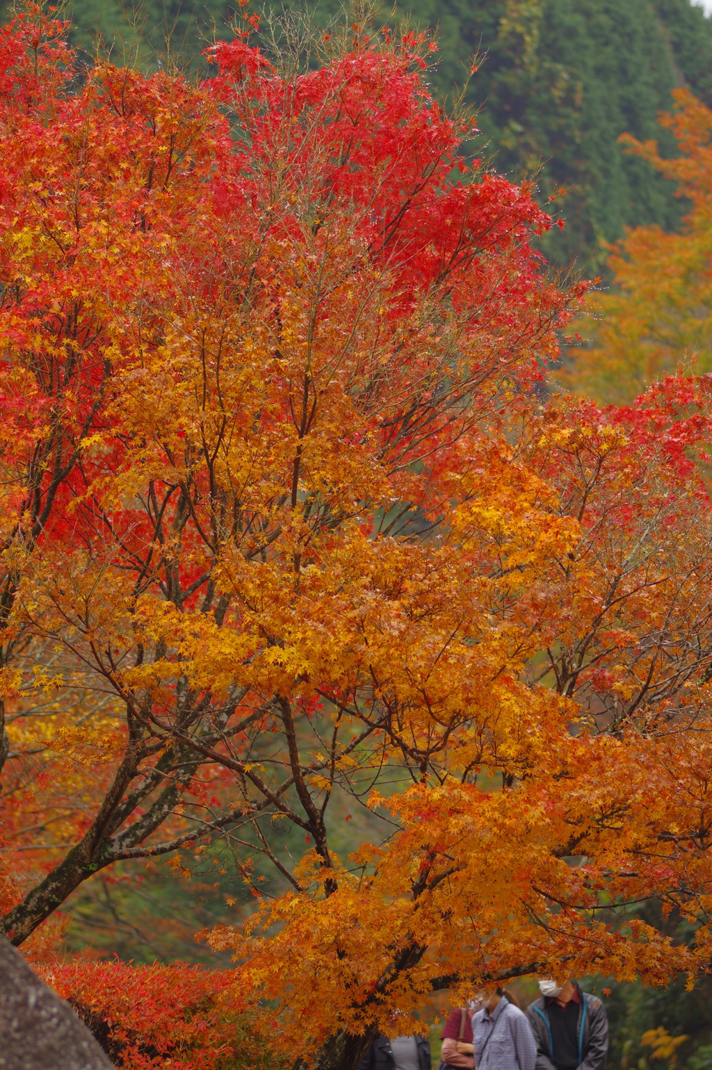 夫婦で紅葉狩り