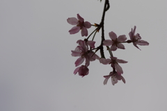 花見はカメラで