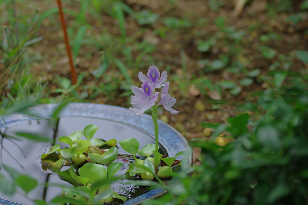ホテイアオイ開花