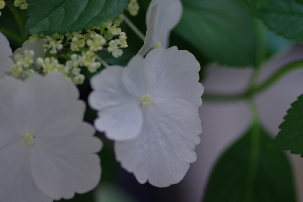 母の日に送った花