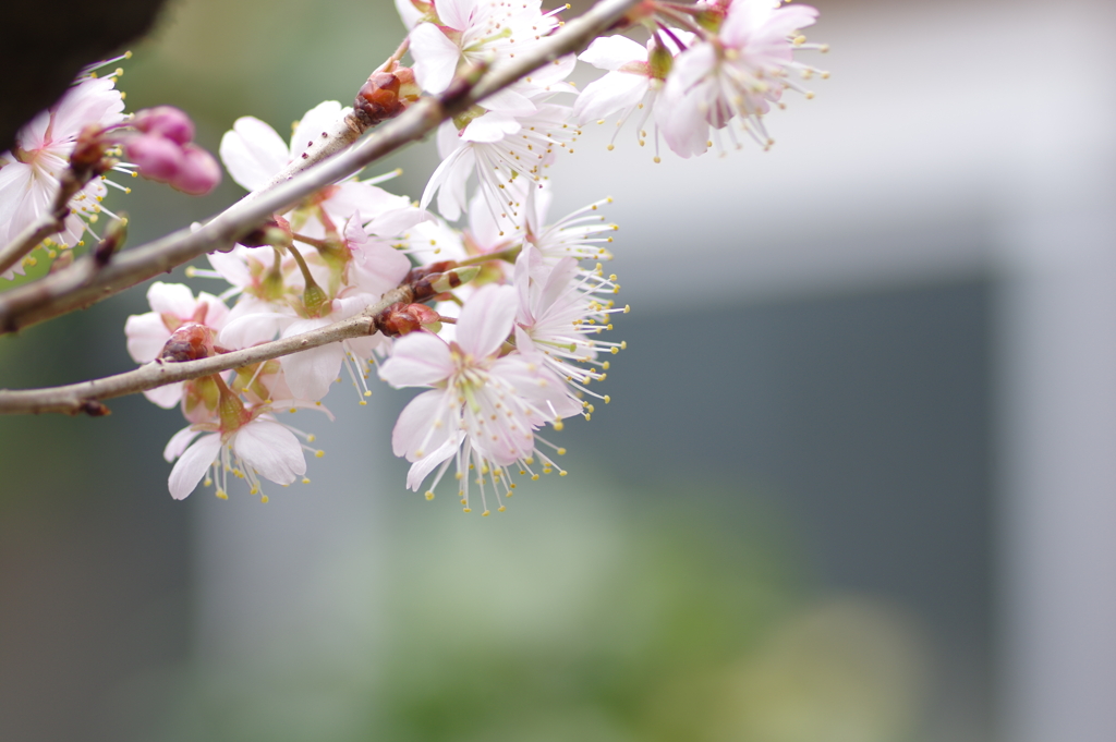 庭の桜