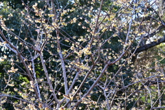 冠梅園