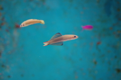 しまね海洋館アクアスにて