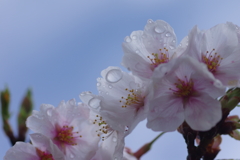 雨上がり一人でお花見