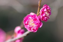 お一人梅園散策