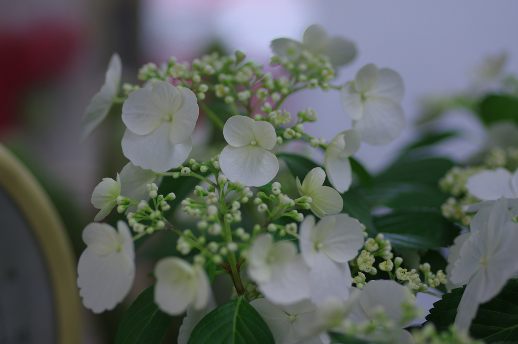 母の日に送った花