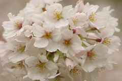 雨上がりお花見2021