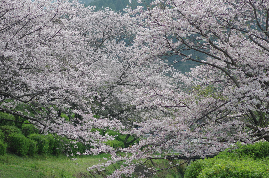 雨上がり一人でお花見