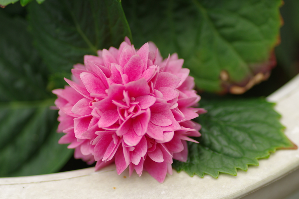 紫陽花シーズン