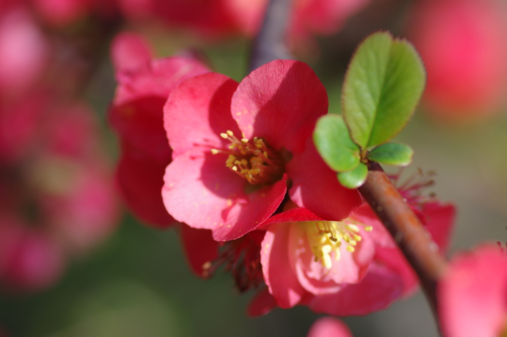 ひっそりと咲いていた木瓜の花