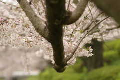 雨上がりお花見2021