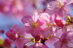 河津桜2021