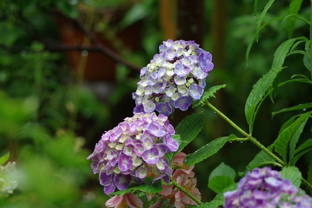 梅雨入りと紫陽花