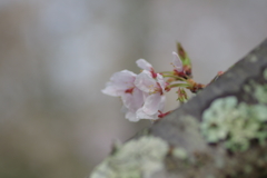 雨上がり一人でお花見