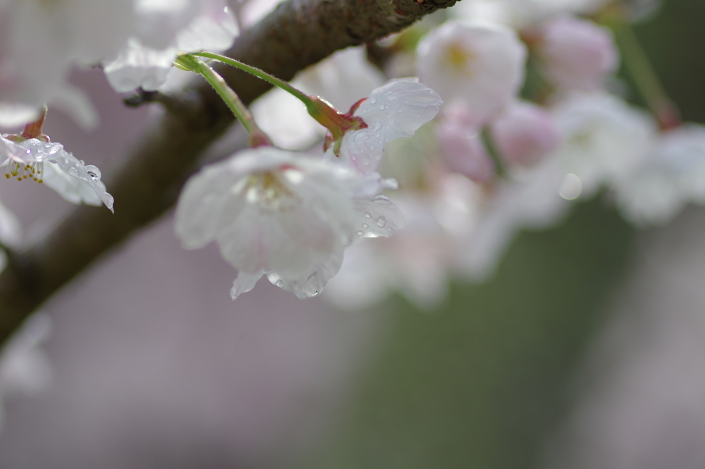 雨上がり一人でお花見