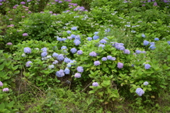 一眼持ってあじさい園へ