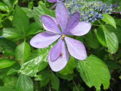 果子乃季 あじさい園 別感性から