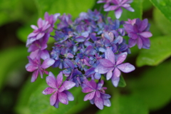 梅雨入りと紫陽花